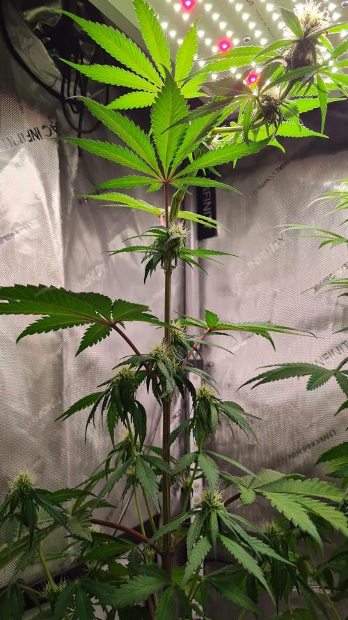 The Mexican Quarter. Week 8