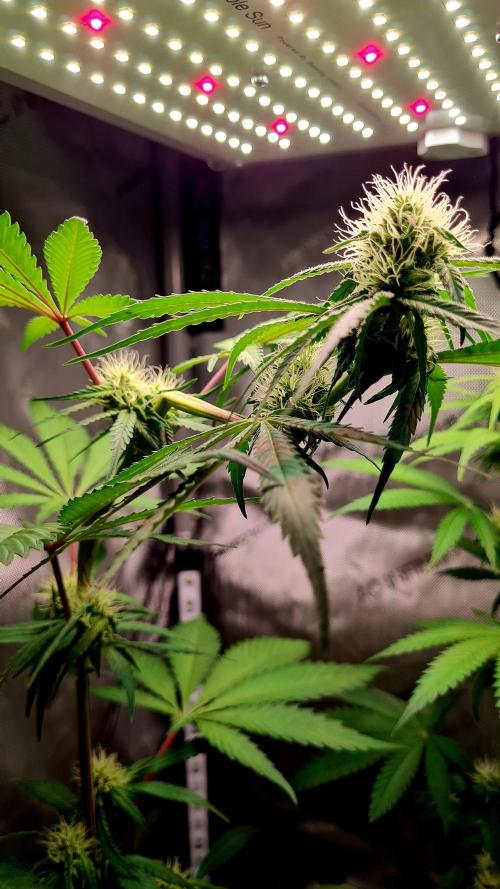 The Mexican Quarter. Week 8