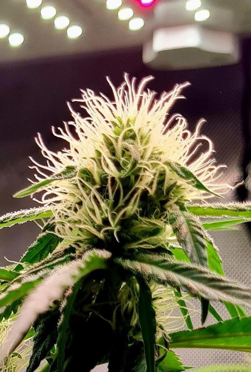 Sensi Seeds - Mexican Sativa Fem door KnightRider