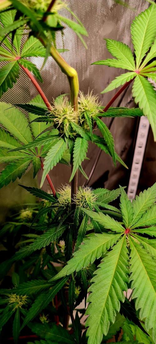 The Mexican Quarter. Week 8