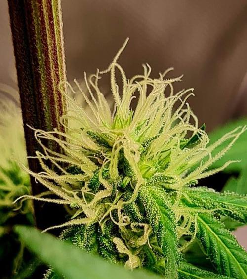 The Mexican Quarter. Week 8