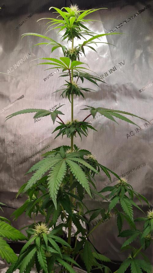 The Mexican Quarter. Week 8