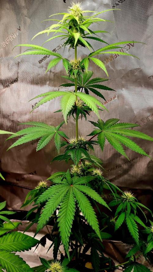 The Mexican Quarter. Week 8