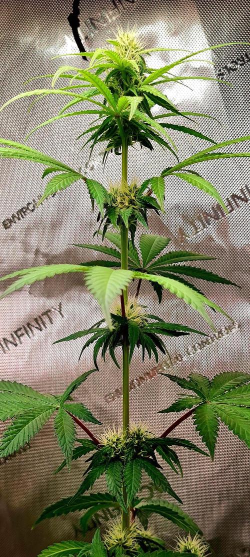 The Mexican Quarter. Week 8
