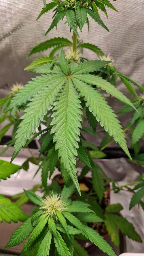 The Mexican Quarter. Week 8