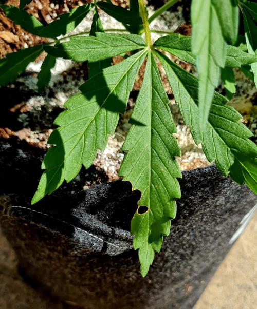 Guava Sundae Auto. Week 6