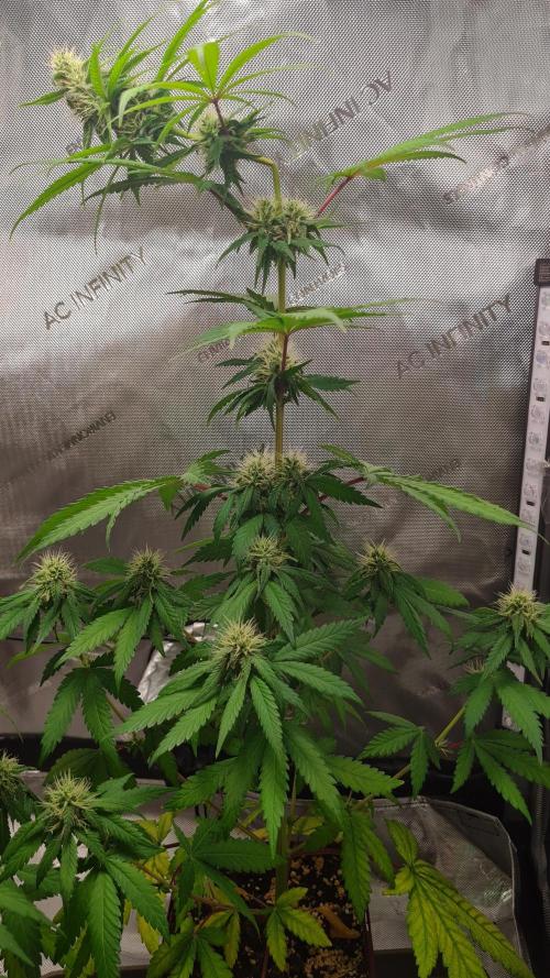 The Mexican Quarter. Week 9