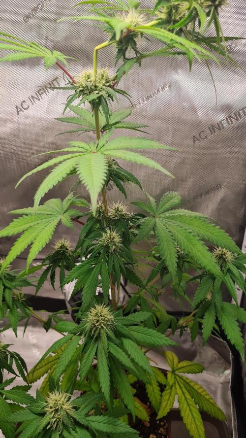 The Mexican Quarter. Week 9