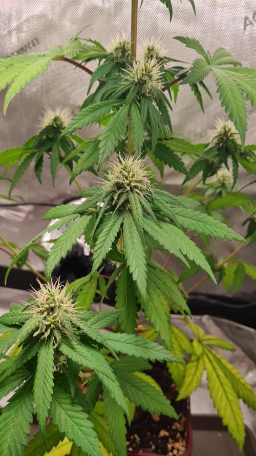 The Mexican Quarter. Week 9