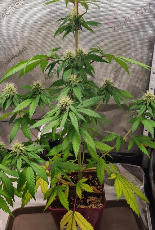 The Mexican Quarter. Week 9