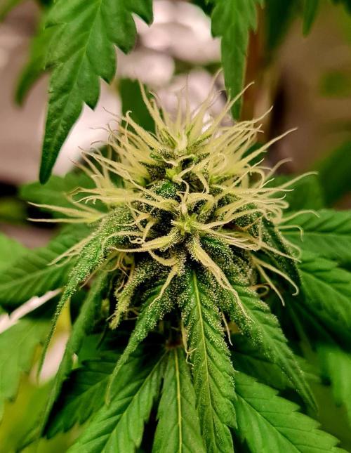The Mexican Quarter. Week 9