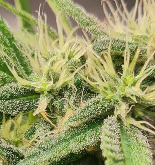 The Mexican Quarter. Week 9