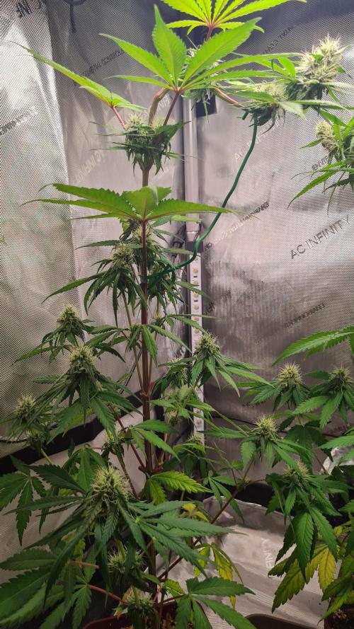 The Mexican Quarter. Week 9
