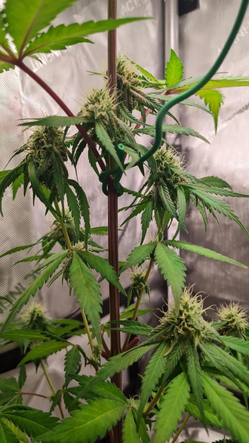 The Mexican Quarter. Week 9