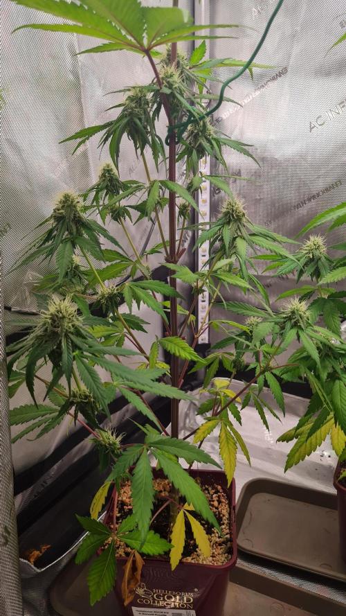 The Mexican Quarter. Week 9