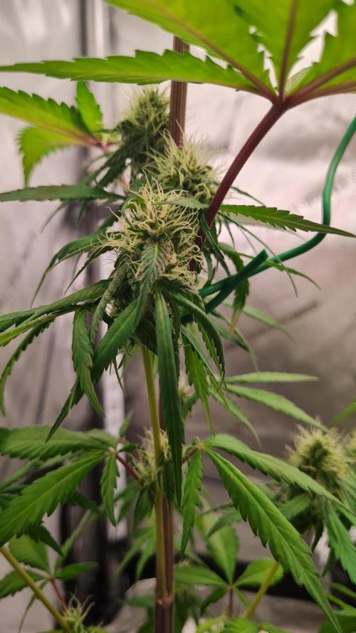 The Mexican Quarter. Week 9
