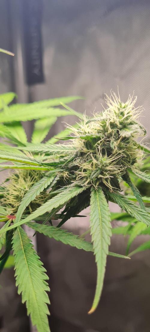 The Mexican Quarter. Week 9