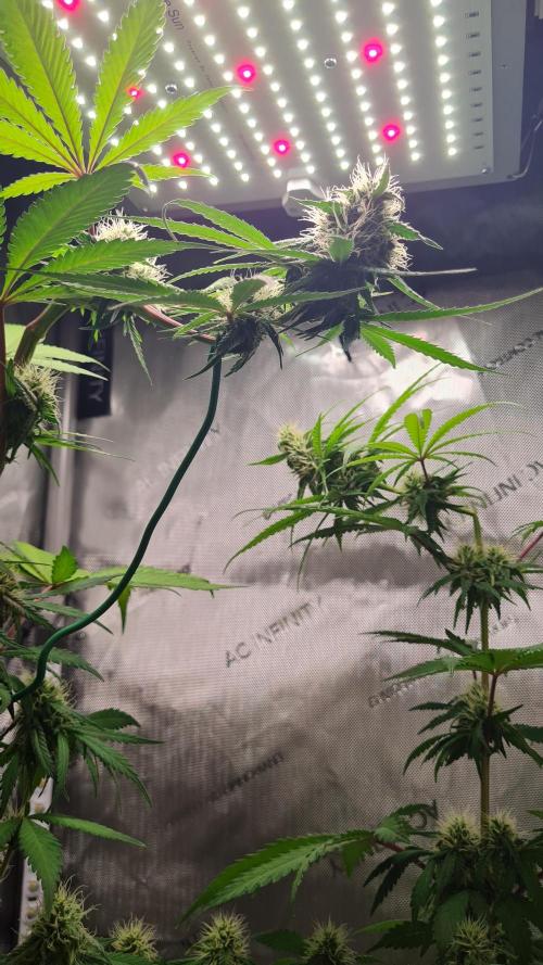 The Mexican Quarter. Week 9