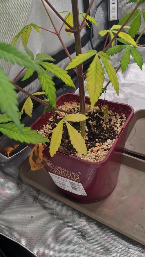 Mexican Sativa Fem. Week 9