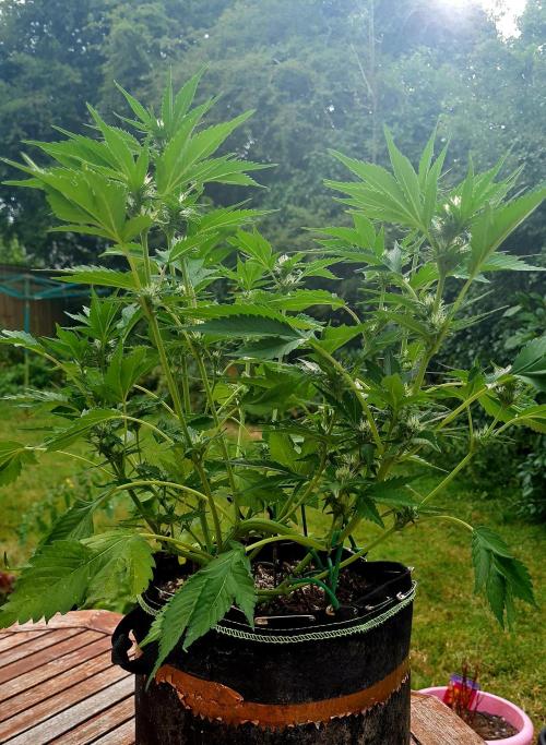 Sleep Outside. Week 9