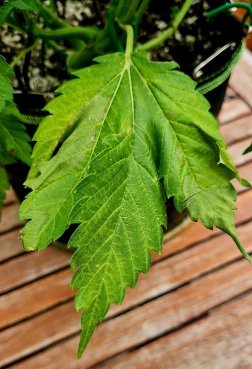 Sleep Outside. Week 9 - Scorched Leaf ☹️