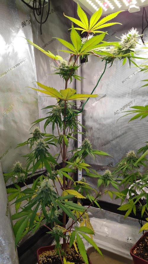 The Mexican Quarter. Week 10