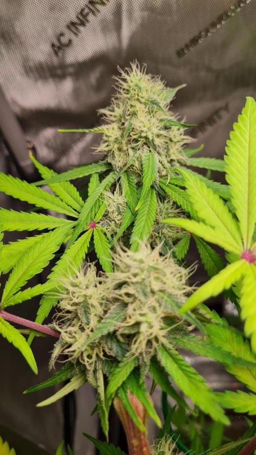 The Mexican Quarter. Week 10