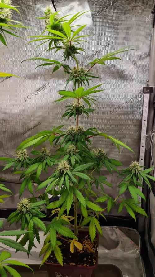 The Mexican Quarter. Week 10