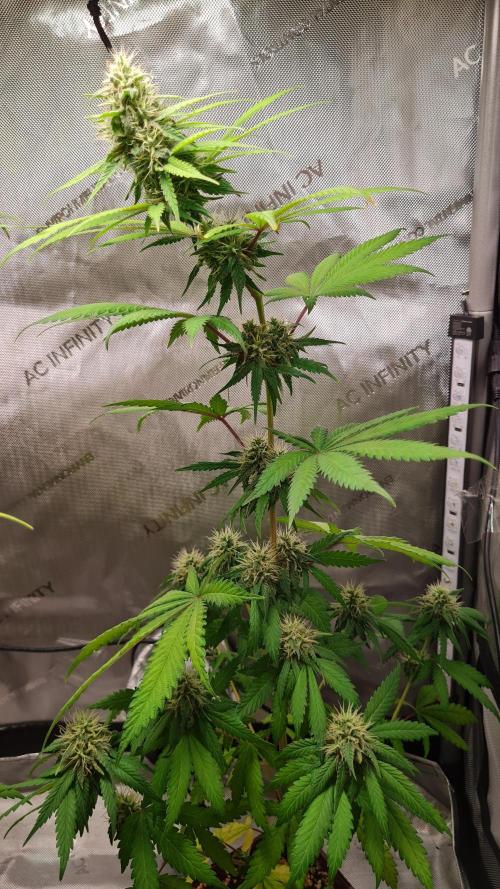The Mexican Quarter. Week 10