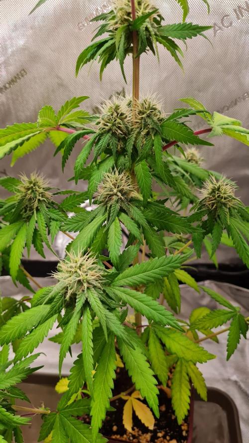 The Mexican Quarter. Week 10