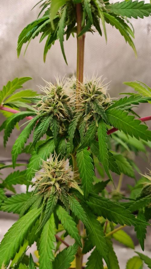 The Mexican Quarter. Week 10