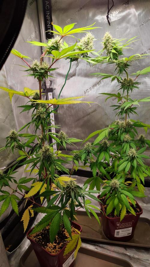 The Mexican Quarter. Week 10