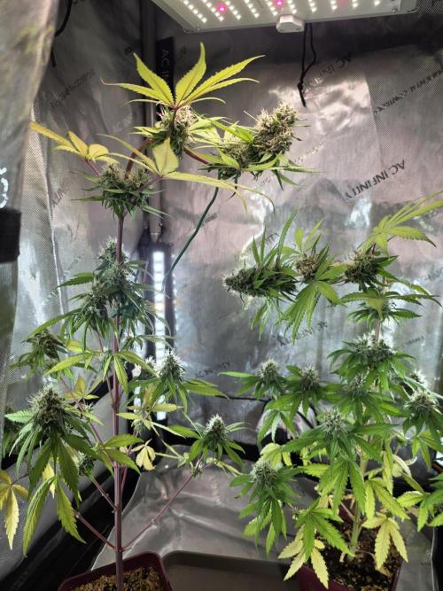 The Mexican Quarter. Week 11
