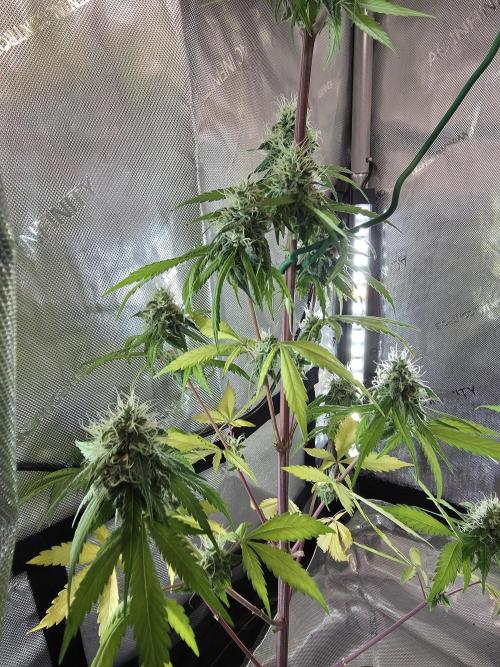 The Mexican Quarter. Week 11