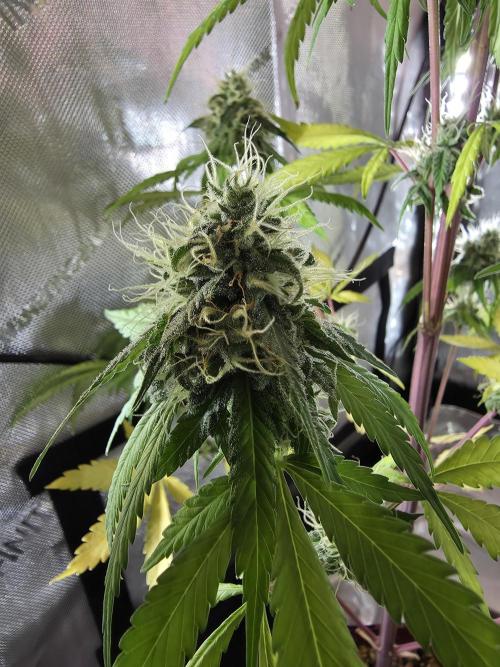 The Mexican Quarter. Week 11