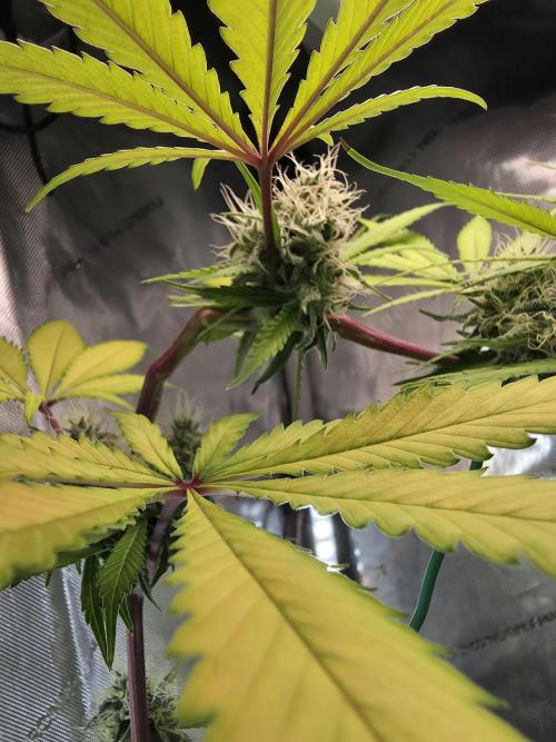 The Mexican Quarter. Week 11