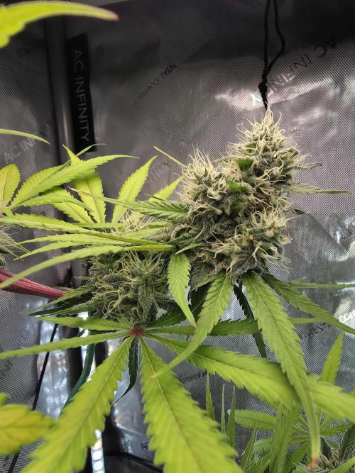 The Mexican Quarter. Week 11