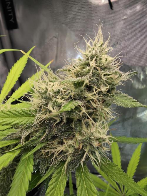The Mexican Quarter. Week 11