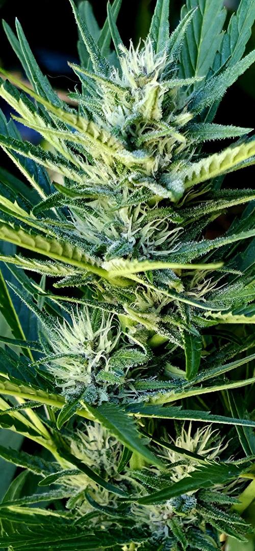 Sundae Worship 🙏. Week 9