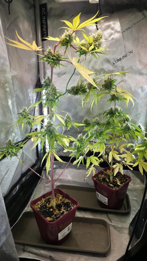The Mexican Quarter. Week 12