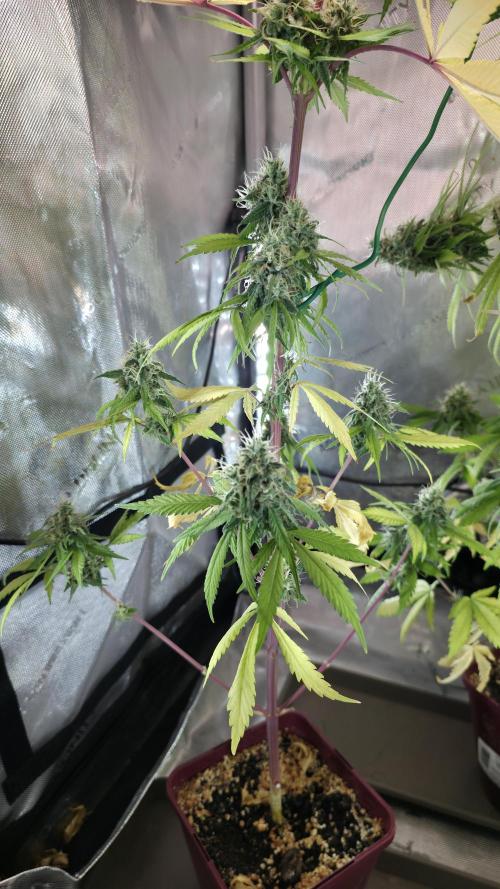The Mexican Quarter. Week 12