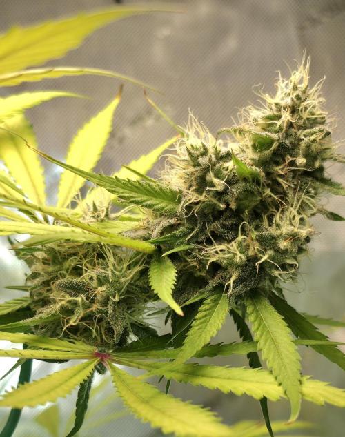 The Mexican Quarter. Week 12