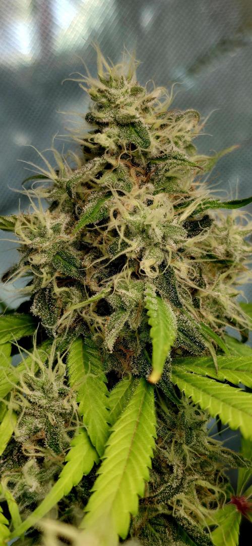 The Mexican Quarter. Week 12