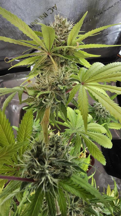 The Mexican Quarter. Week 12