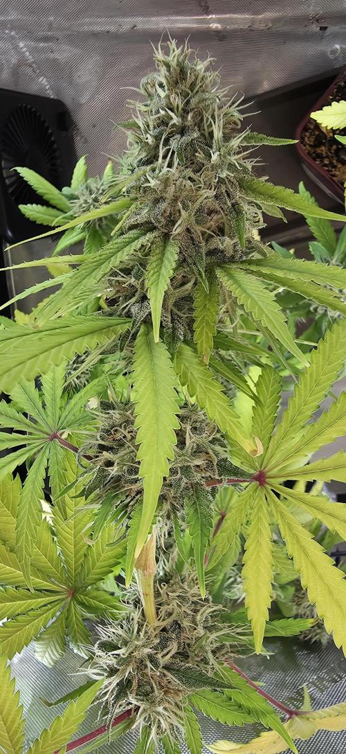 The Mexican Quarter. Week 12