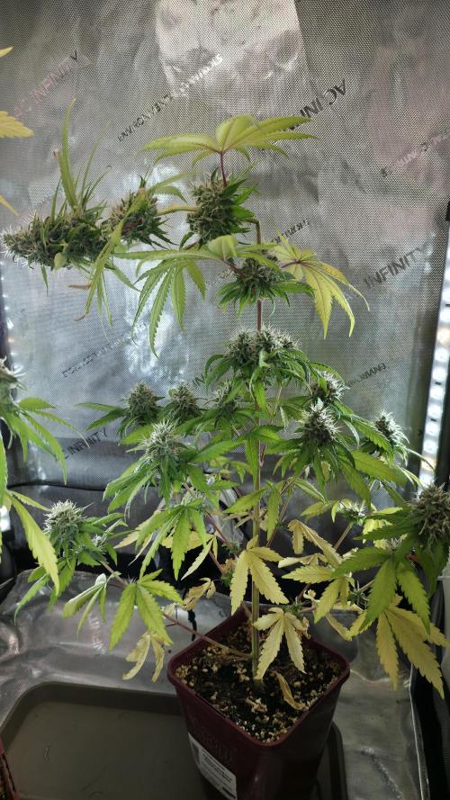 The Mexican Quarter. Week 12