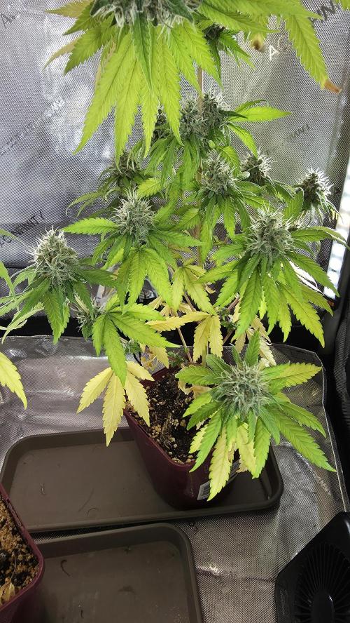 The Mexican Quarter. Week 12