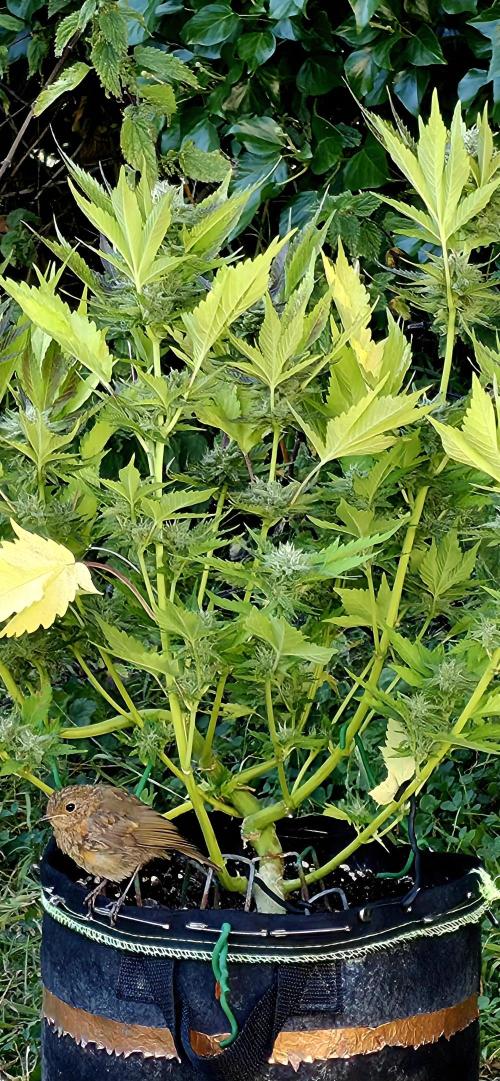 Sleep Outside. Week 12