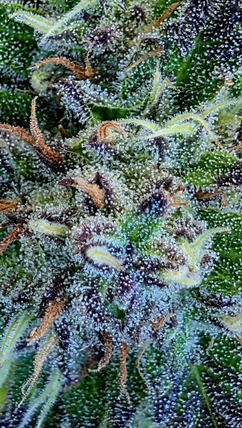 Apricot Auto. Week 12