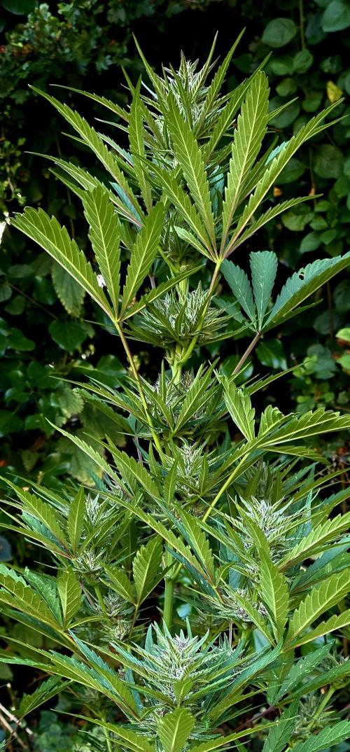 Sundae Worship 🙏. Week 10